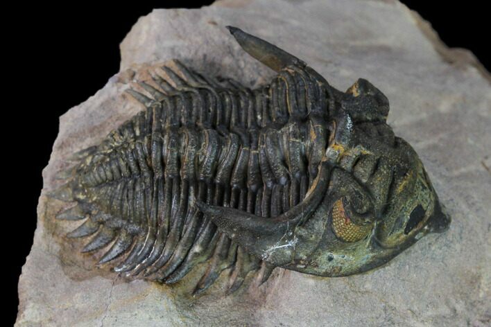 Metacanthina Trilobite With Orange Eyes - Lghaft, Morocco #168388